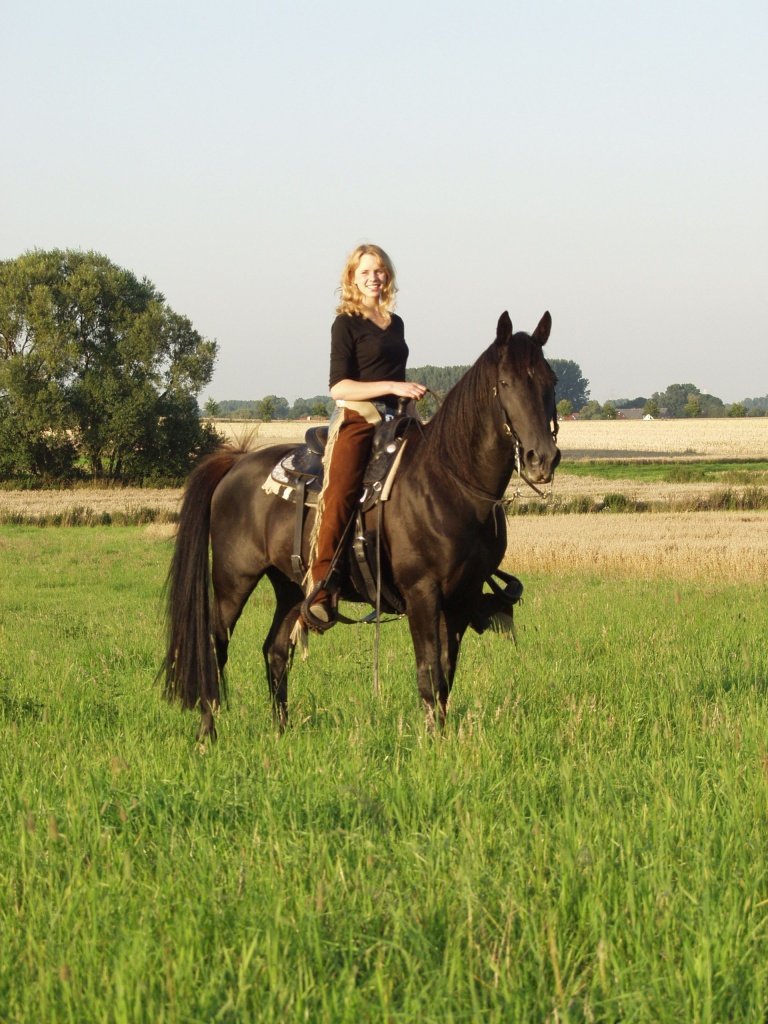 Tennessee Walking Horse Deckhengst - Pferde - Hille
