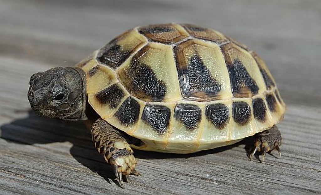 Griechische Landschildkröten Testudo hermanni boettgerie - Reptilien - Landshut