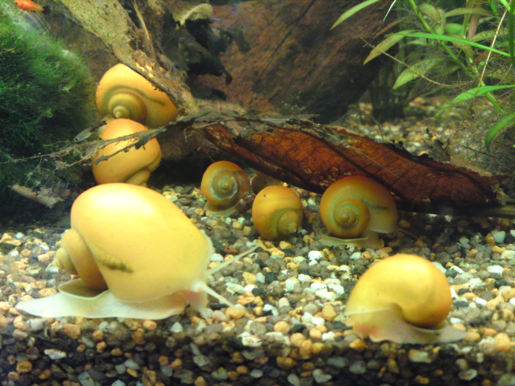 Apfelschnecken abzugeben! - Fische - Recklinghausen