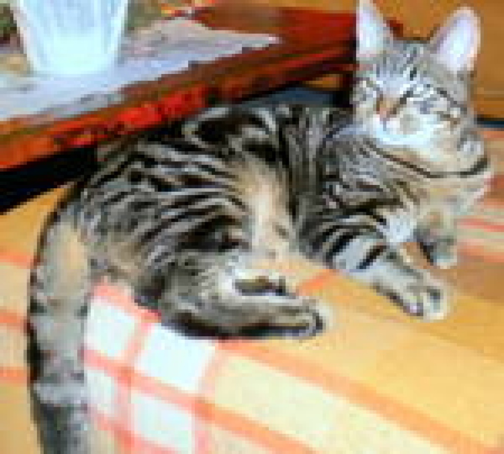 Kater am 27.02. entlaufen - Entlaufen Zugelaufen - Hamburg
