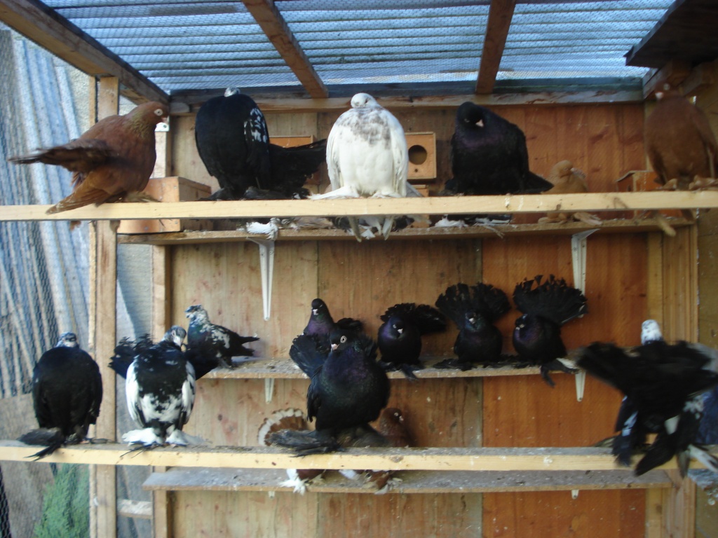 Verkaufe Rostower Tauben in weiß, schwarz und rot - Voegel - Ertingen