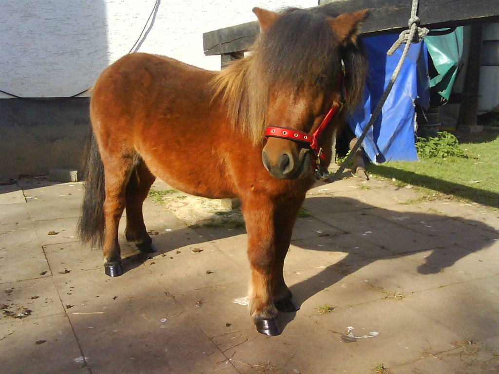 Hübscher Shetty Hengst sucht schönes zuhause - Pferde - Bergheim