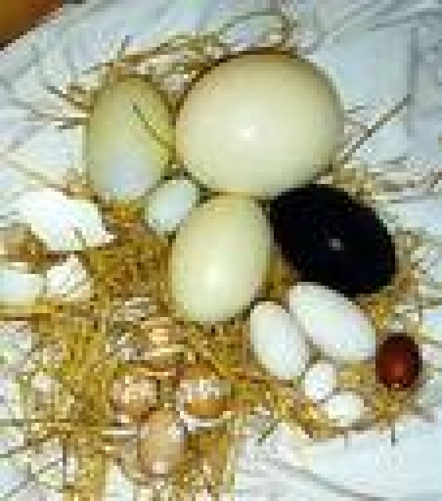 Suche Bruteier Z.B Pfau / Perlhuhn - Voegel - Lengerich