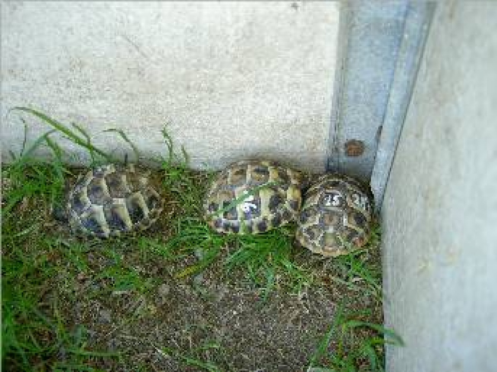 Verk. griechische landschildkröten - Reptilien - feldheim