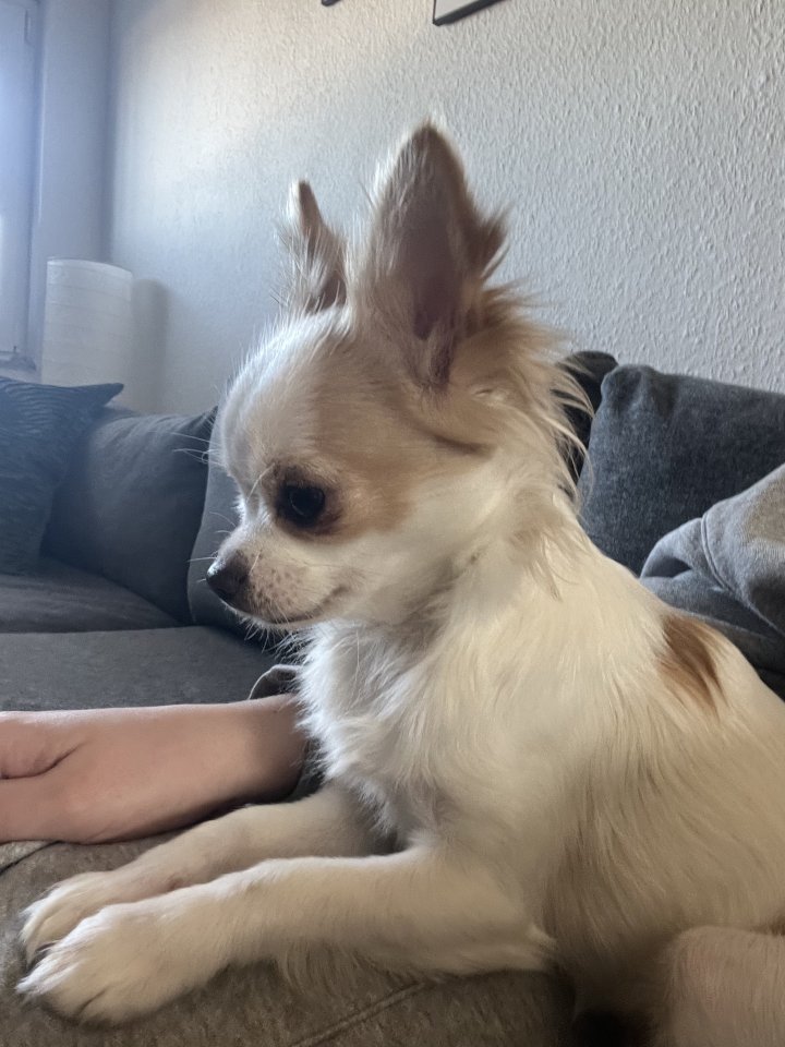 Chihuahua Hündin Snow - Hunde - Viersen