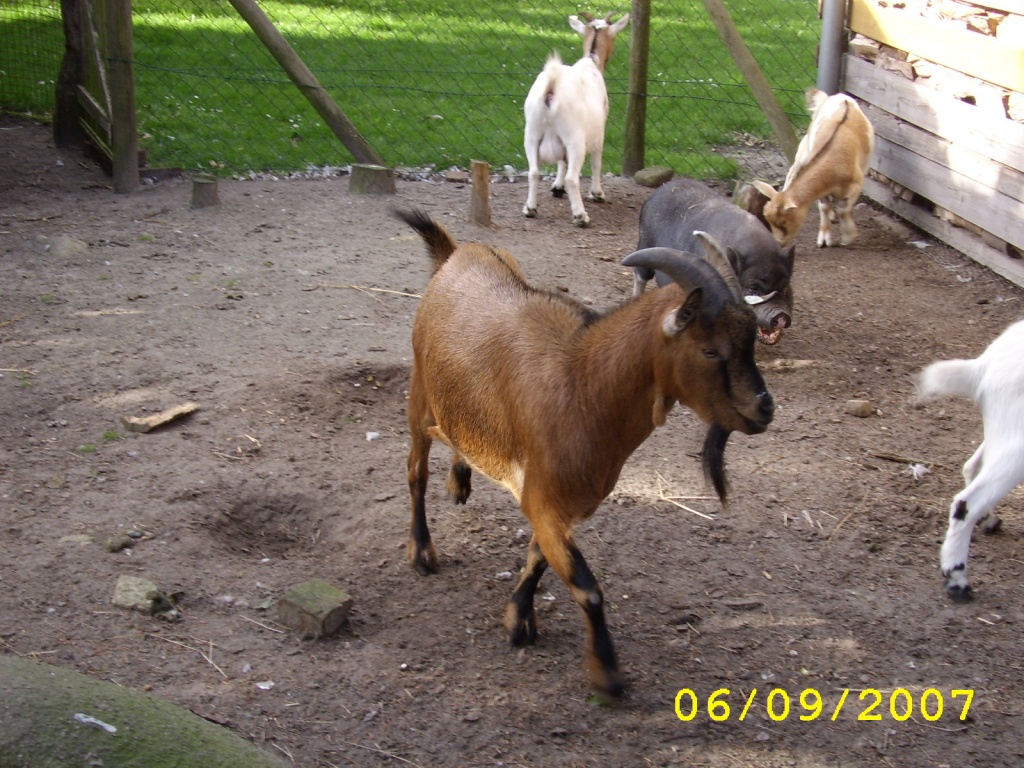 Bilder zur Anzeige Hof Albers seit 1865 - Nutztiere - Oersdorf