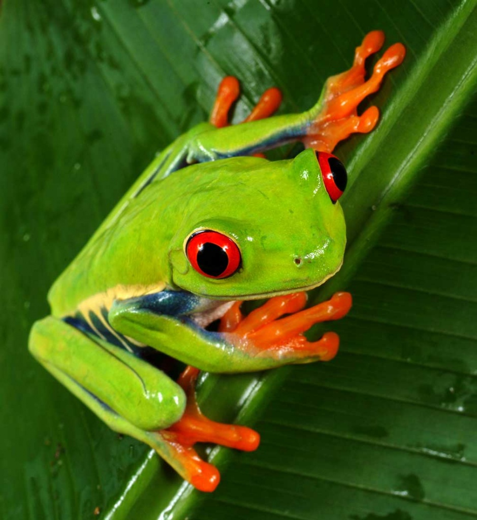 2,1 Rotaugenlaubfrösche - Agalychnis callidryas - Amphibien - Berlin
