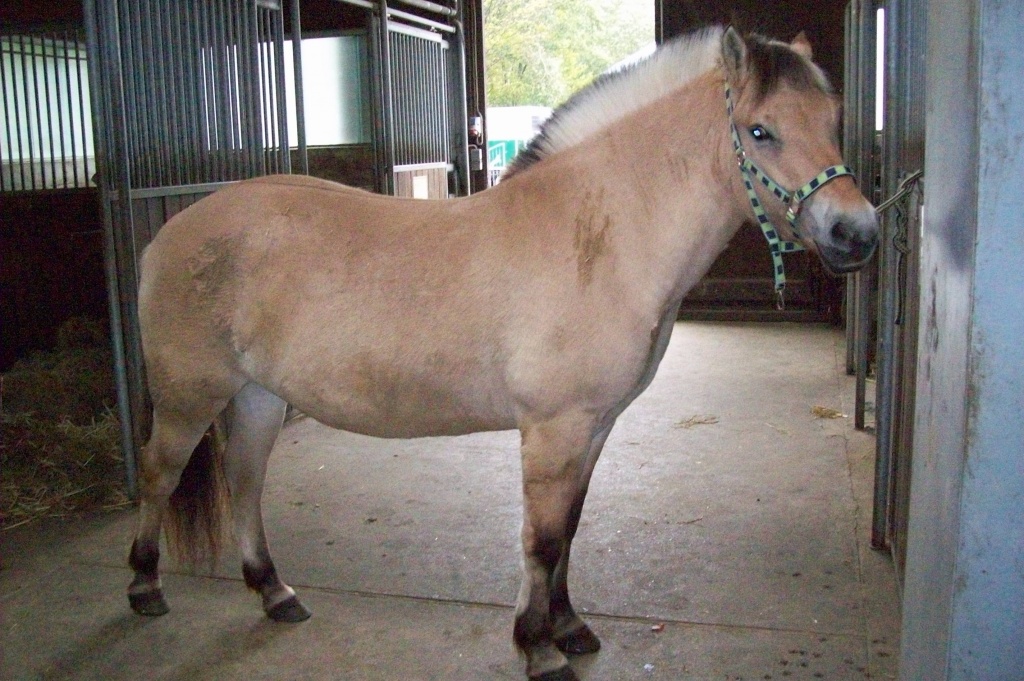 Fjordiestute sucht Reitbeteiligung - Pferde - Lasbek