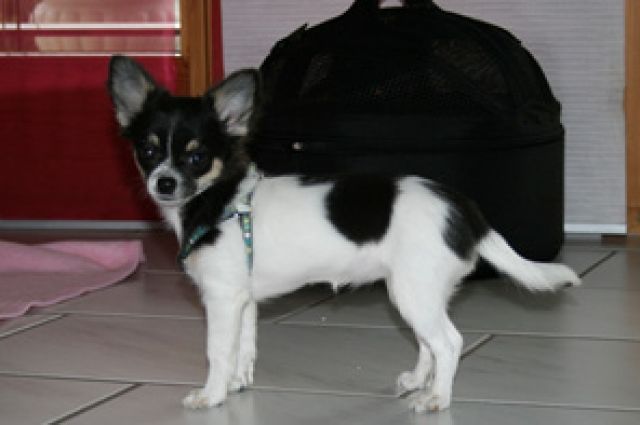 Designer Brustgeschirre für Chihuahua und Kleinhunde - Zubehoer für Haustiere - Baden