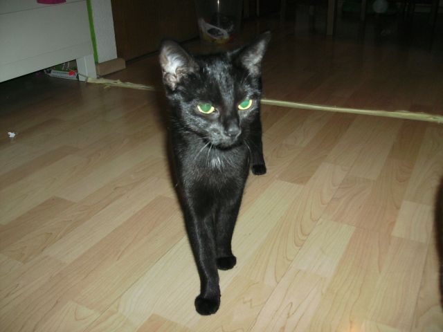 Suchen für unsere kleine Maya ein neues Zuhause - Katzen - Griesheim