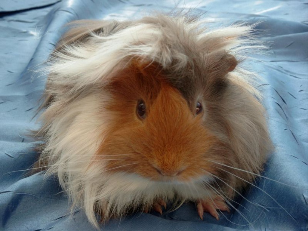 Peruaner und Alpakameerschweinchen - Nagetiere - Bremen