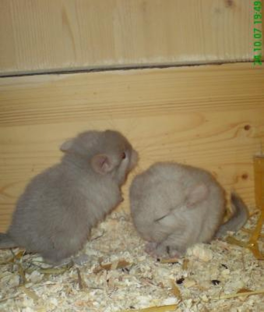 2 kleine Chin-Babys suchen ab Dez. - Nagetiere - Bautzen