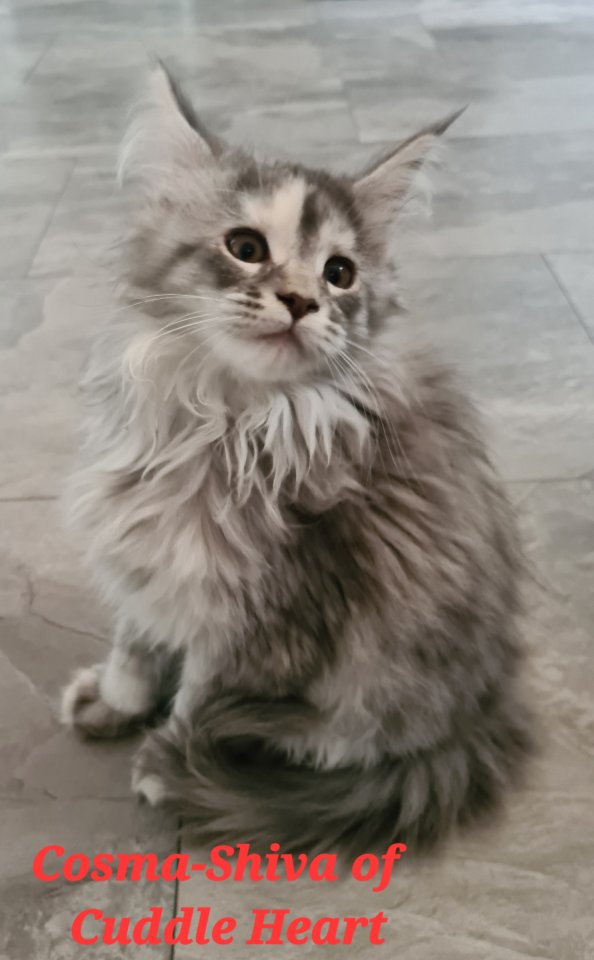Maine-coon Kitten mit Stammbaum - Katzen - Ludwigshafen am Rhein