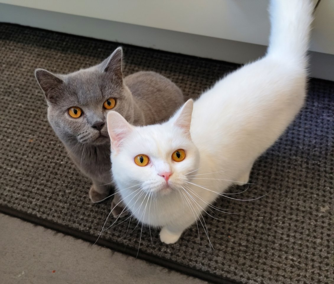 Reinrassiger DECKKATER Britisch Kurzhaar Blau / Grau - Katzen - Meckenheim