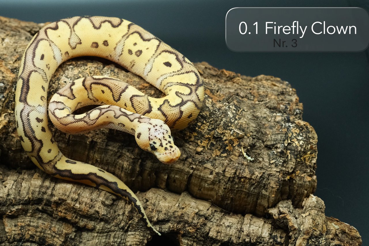Einige Clown-Kombos aus 25 suchen ein neues Zuhause - Reptilien - Kalkar