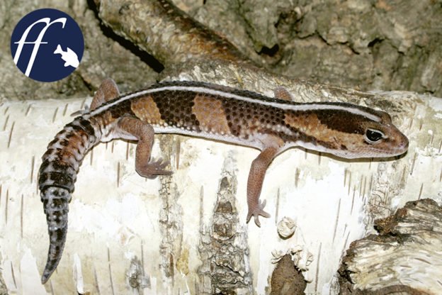 Afrikanischer Fettschwanz Gecko Hemitheconyx caudicinctus - Reptilien - Hannover