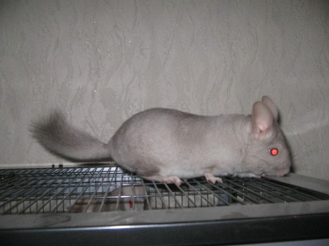 Verkaufe 2 Chinchilla Weibchen - Nagetiere Allgemein - Rheinmünster