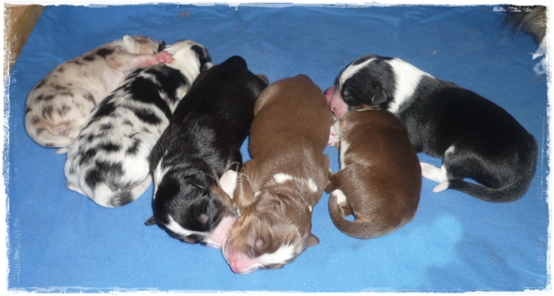Wir haben wunderschöne Aussiewelpen!! - Hunde - Nörvenich