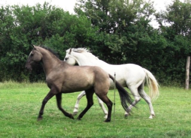 Biete Reitbeteiligung auf Criollo oder Andalusier - Reitbeteiligung - Schönebeck / Elbe