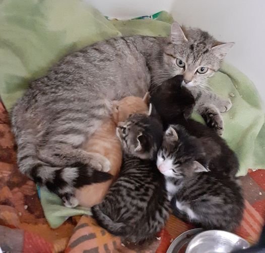 Kitten suchen liebevolles Zuhause! ( aus dem Tierschutz) - Katzen - Kissing