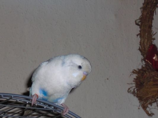 Wellensittich weis gerne auch mit Handy Cape - Voegel - Wismar