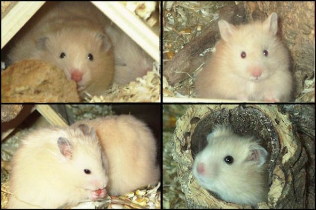 Süsse Teddyhamster in liebevolle Hände - Hamster - Lindlar