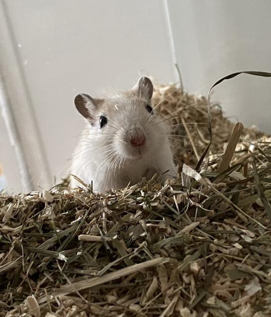 Rennmaus Mädchen Millie sucht neues Zuhause  - Maeuse - Hannover