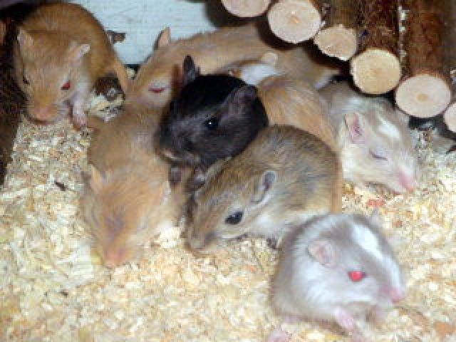 Wüstenrennmäuse aus Hobbyzucht - Maeuse - Hannover/Döhren