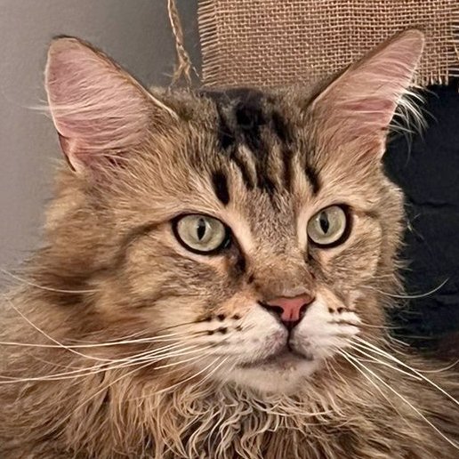LUIS - Schutzgebühr: € 300,-- männlich 5 Jahre Maine Coon Gechipt Kastriert - Katzen - Lauf an der Pegnitz