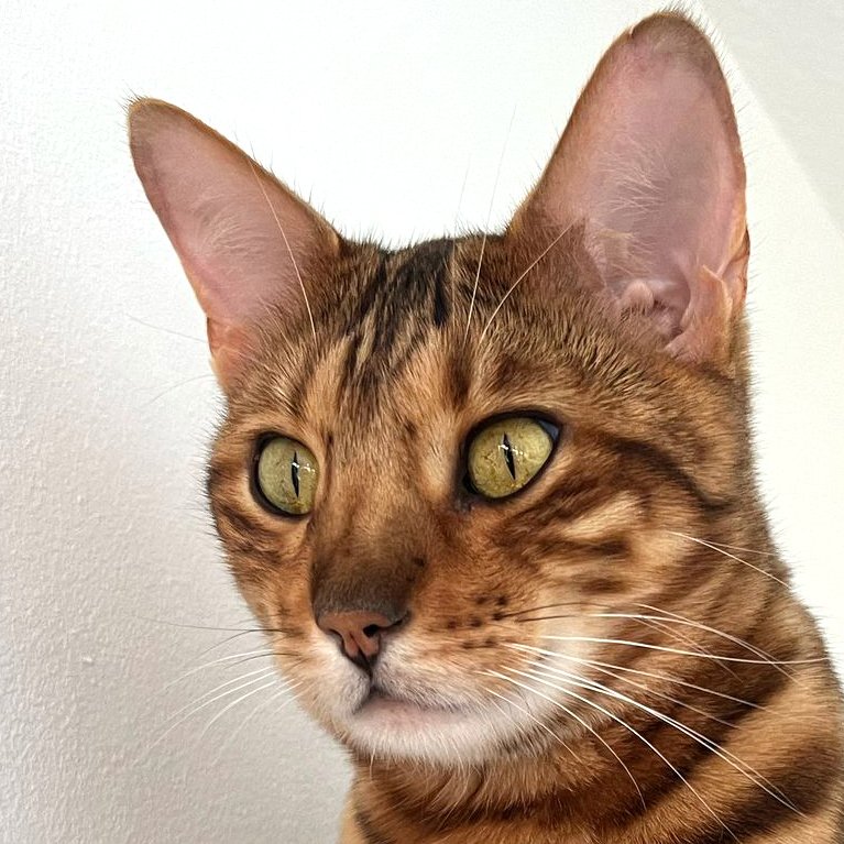 OTIS -  männlich  4 Jahre  Bengal  Gechipt  Kastriert - Katzen - Lauf an der Pegnitz