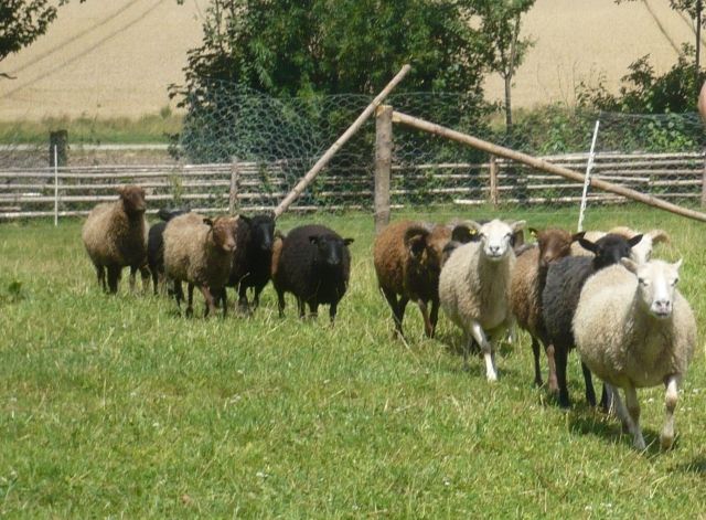Lust auf (Zwerg-)Schafe? Skudden suchen neuen Wirkungskreis... - Sonstige Nutztiere - Ried