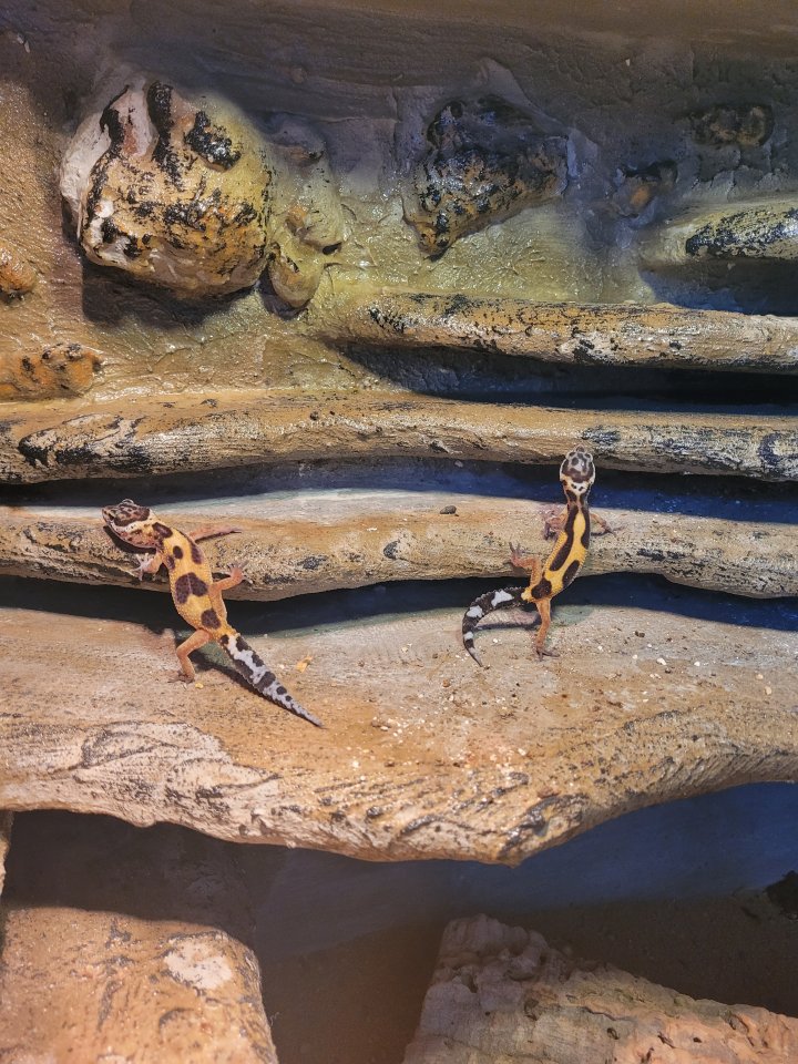 Leopardgecko mit Terrarium - Reptilien - Uslar
