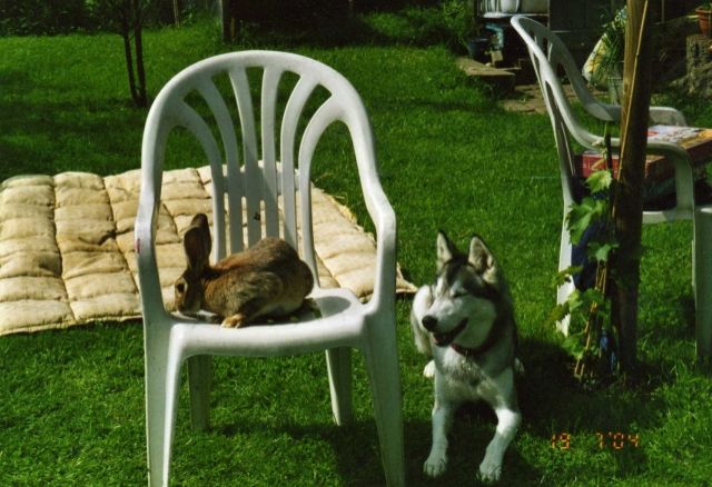 Spike und Daisy - Hasen Kaninchen - 