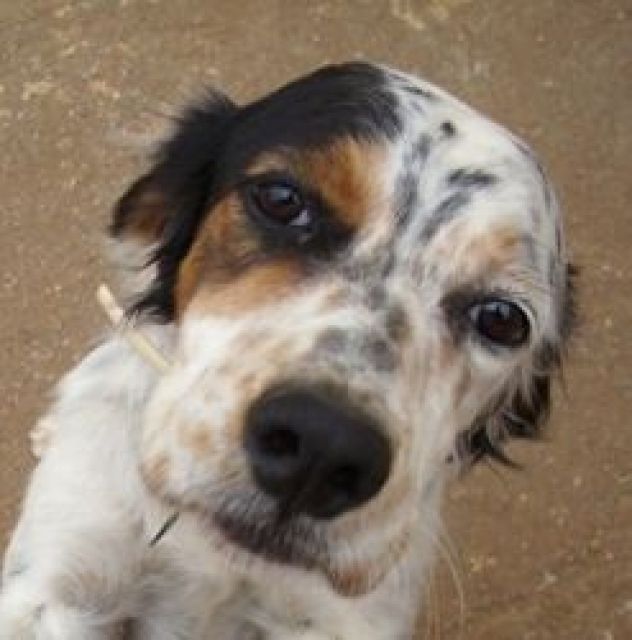 Frida ... ausgesetzt zu werden, ist ein Drama - Hunde - Hamburg