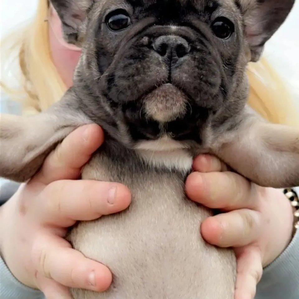 Französische bulldogge welpen - Hunde - Ronneburg