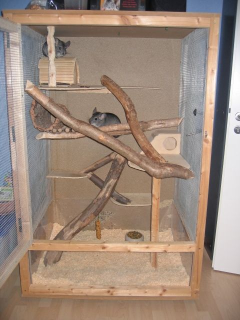 2 Chinchillaboeckchen  Grau    Kaefig zu verkaufen - Sonst Nagetiere - Korlingen