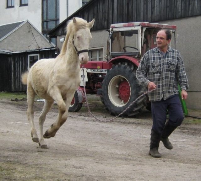 Helios barocker Cremello Hengst - Pferde - Schönheide
