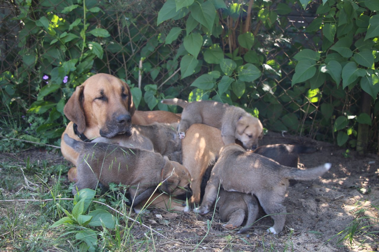 Broholmer Welpen zu verkaufen - Hunde - Rüdersdorf