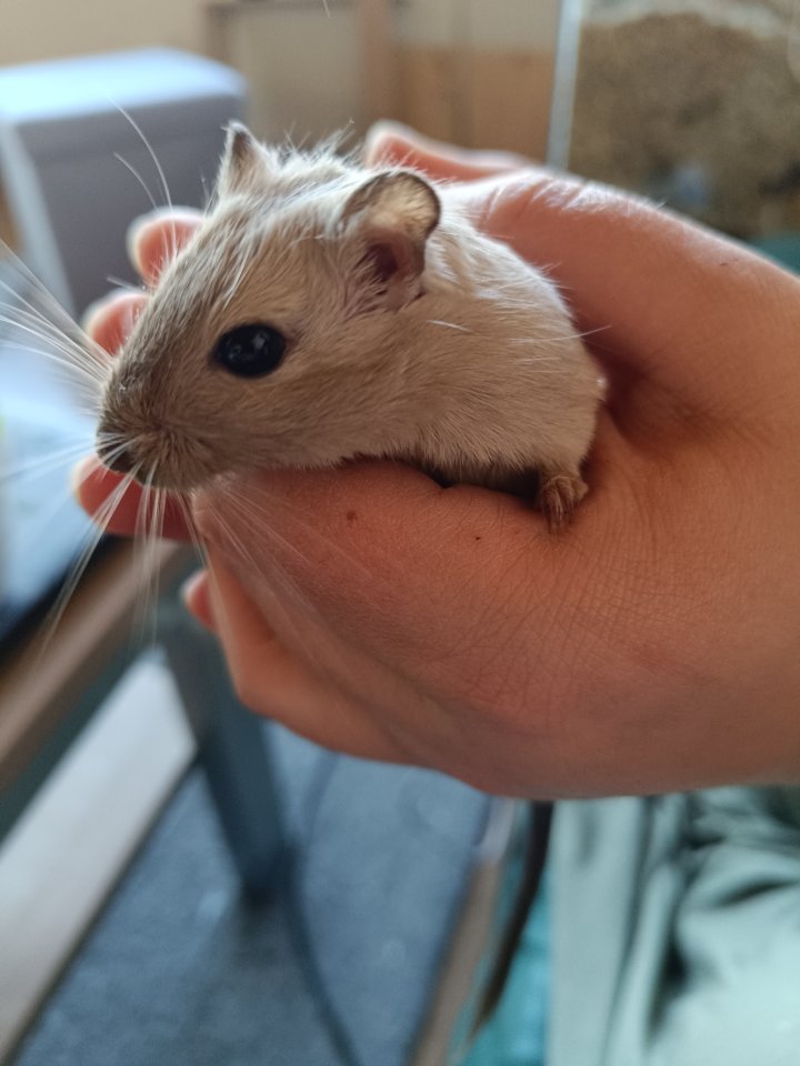 Mongolische Rennmaus Männlich - Nagetiere - Lohe/Langenzenn