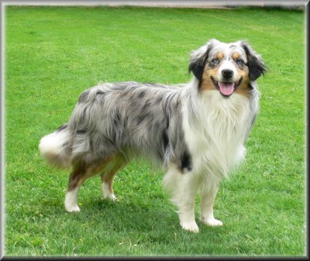 MINI Australian Shepherd Deckrüde - Hunde - Riedering