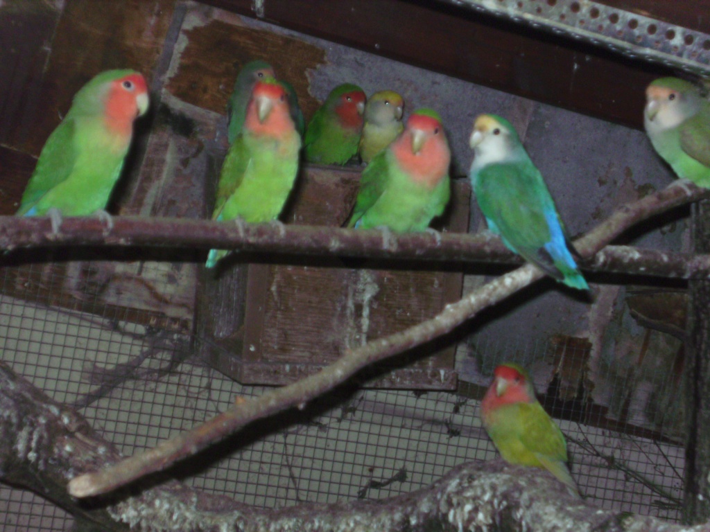 Rosenköpfchen - Voegel - Haard