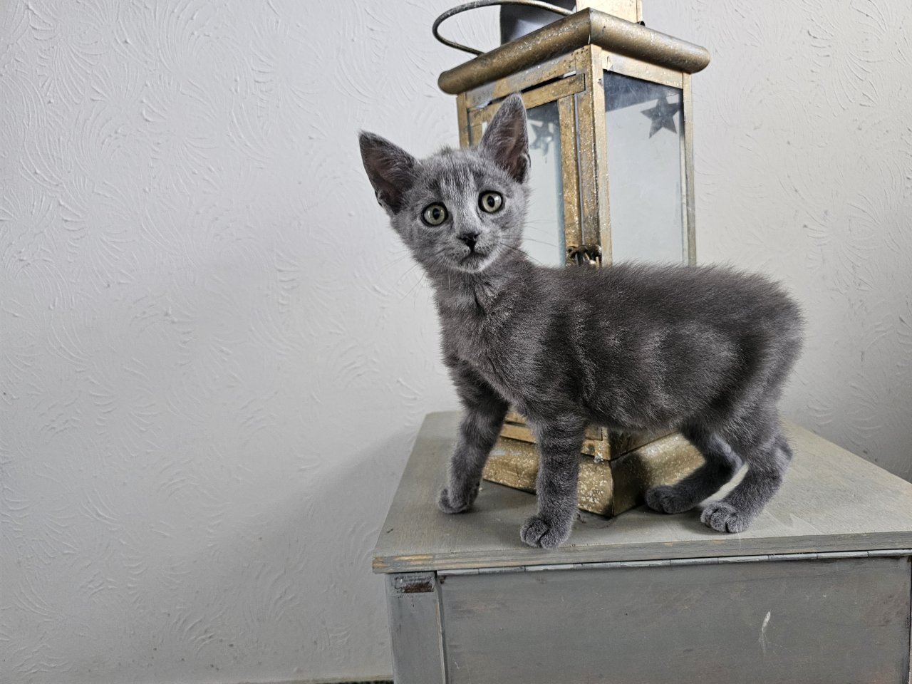 Katzenbabys möchten bald ausziehen - Katzen - Mörschied
