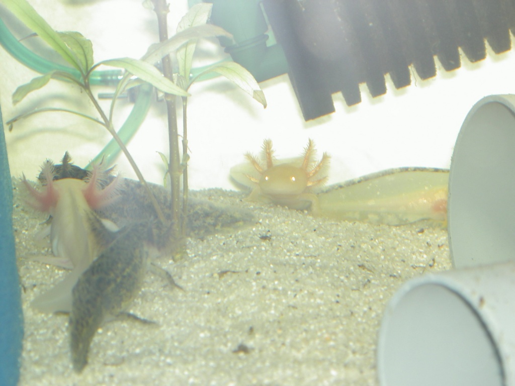 Axolotl Nachwuchs - Fische - Münster