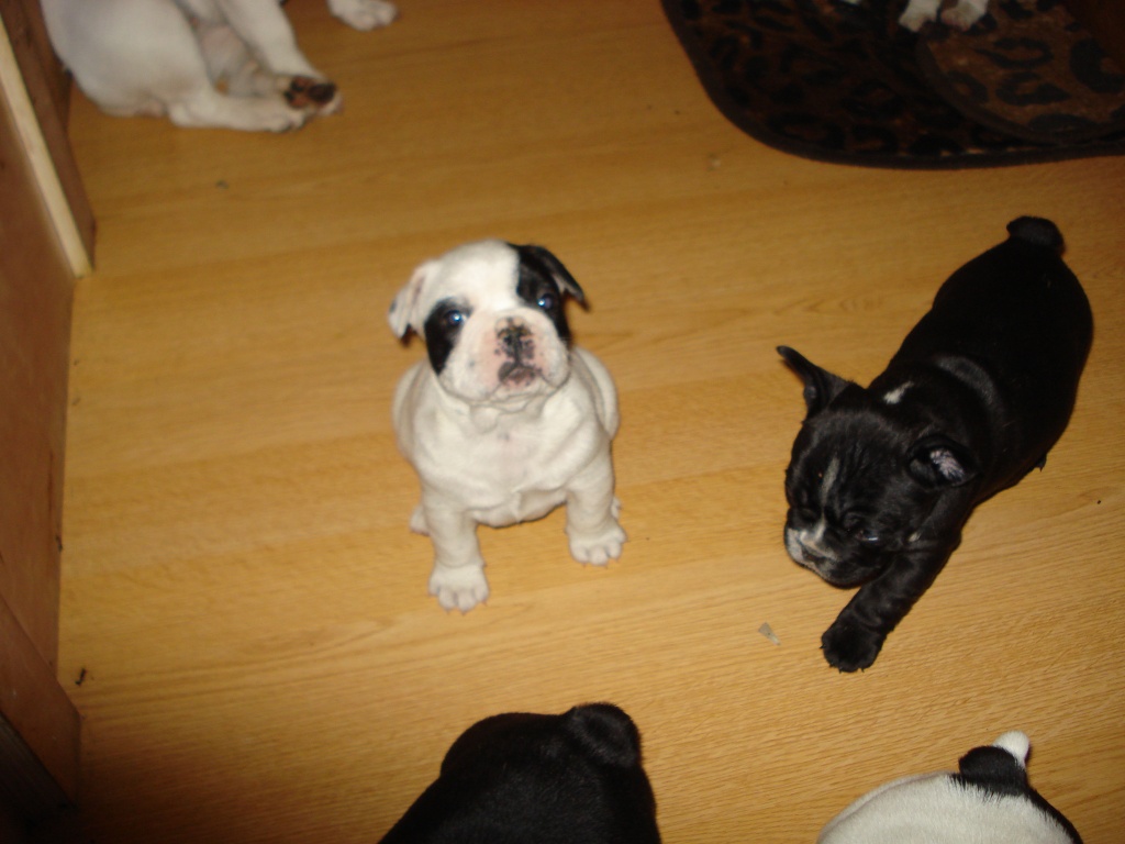 Französische Bulldoggen Welpen - Hunde - Dortmund