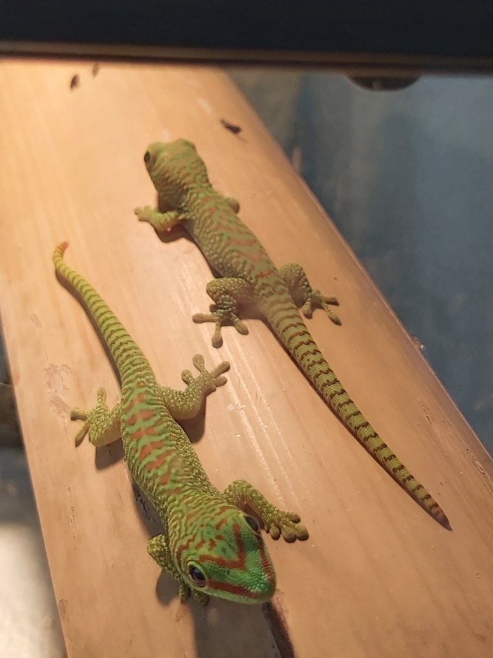 Dringend Madagaskar Taggeckos abzugeben - Reptilien - Zschorlau