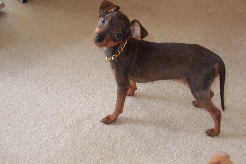 LADY sucht Gentleman - Hunde - Hamburg