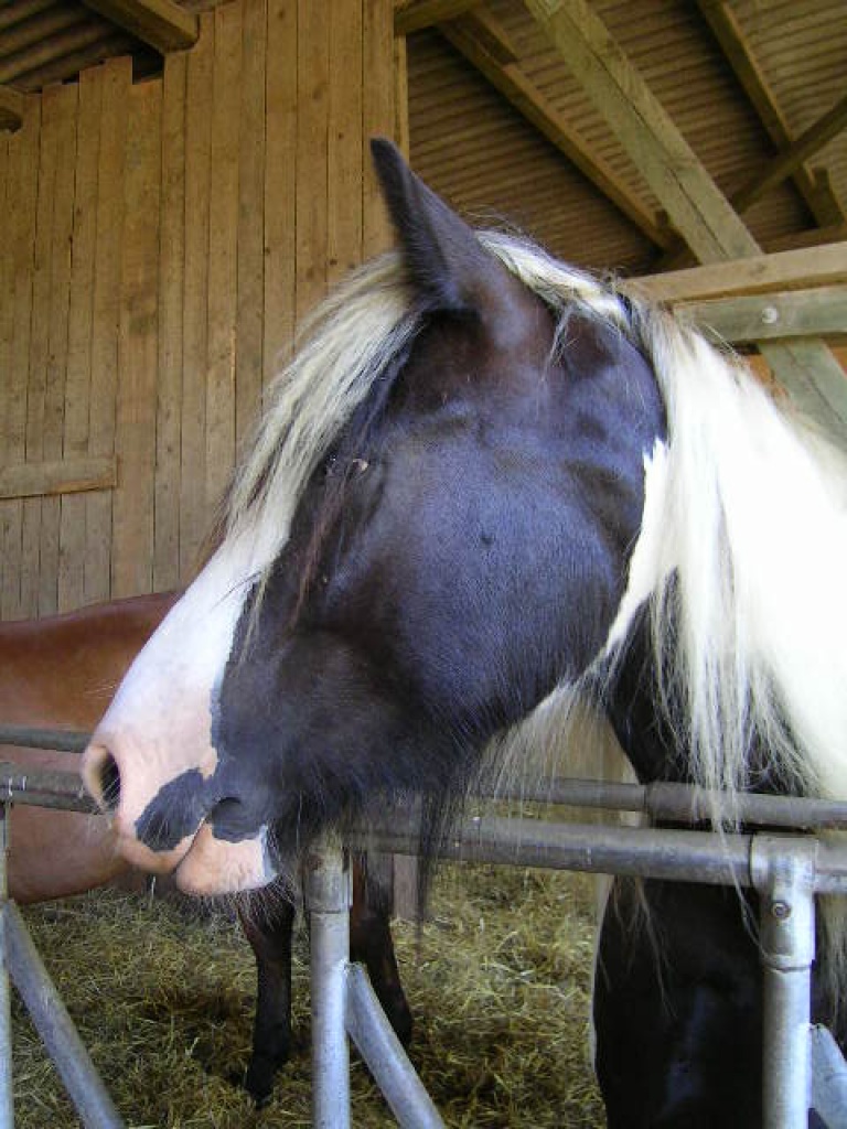 Biete Reitbeteiligung auf Tinkerwallach - Pferde - Ramstein Miesenbach
