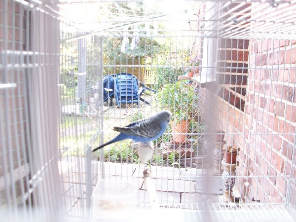 Frischgebackene Wellensittich-Witwe zu verschenken - Voegel - Schwarmstedt