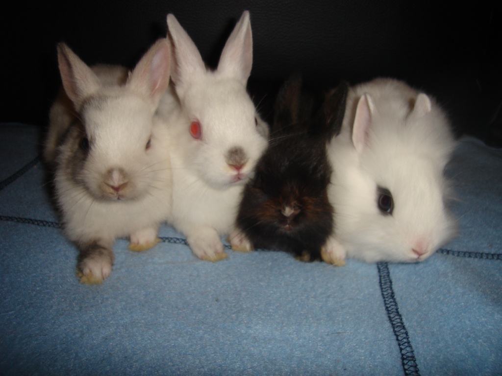 Süsse zwergkanninchen - Tierboersen - Magdeburg