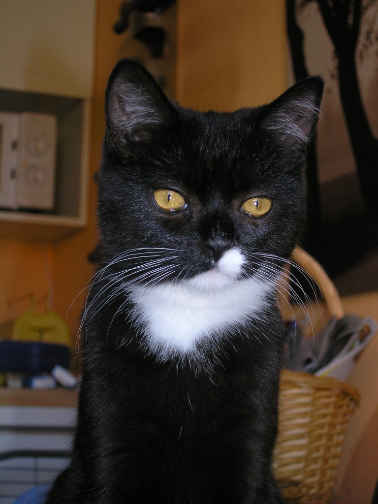 Schwarzer Kater entlaufen (kastriert) - Entlaufen Zugelaufen - Halle Saale